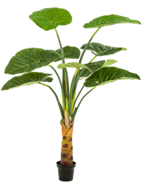 Alocasia (Olifantsoor) kunstplant - hoogte 160 cm