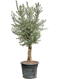 Olijfboom Olea Europaea "Delight"- potmaat 55x42 cm, hoogte ca 190 cm