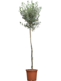 Olijfboom Olea Europaea "Valiente"- potmaat 24x23 cm, hoogte ca 170 cm