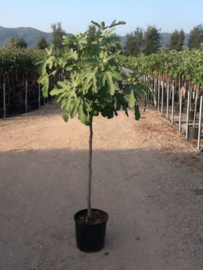 Vijgenboom (Ficus Carica) potmaat 33x28, hoogte 180 cm