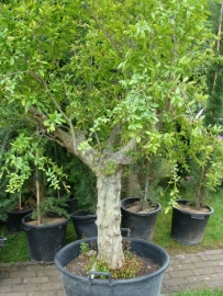 Granaatappelboom (Punica Granatum), 25-35 cm stamomtrek