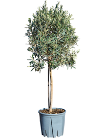 Olijfboom Olea Europaea "Valiente"- potmaat 26x25 cm, hoogte ca 130 cm