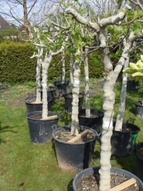 Vijgenboom (Ficus Carica) `Grumo` stamomtrek 30-40 cm