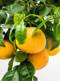 Citrusboom  pompelmo 'Grapefruit' - potmaat 38x37 cm, hoogte 170 cm