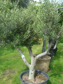 Olijfboom Olea Europea  `Basso`