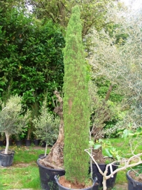 Toscaanse Cipres (Cupressus sempervirens)  `Stricta` hoogte 325 - 350 cm