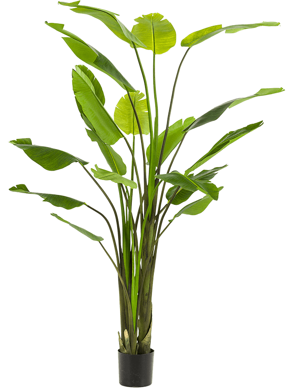 Strelitzia Nicolai kunstplant (Paradijsvogelplant) H235 x B170 cm