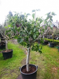 Vijgenboom (Ficus Carica) potmaat 55x41, hoogte 220 cm