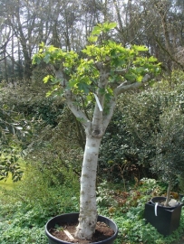 Vijgenboom (Ficus Carica) `Spesso II`
