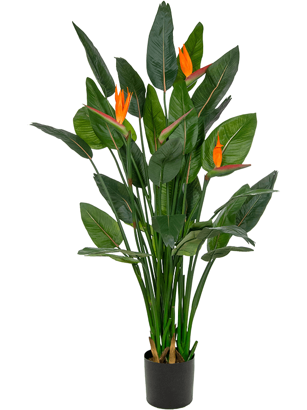 Strelitzia Nicolai kunstplant (Paradijsvogelplant) H150 cm