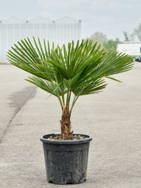 Palmboom Trachycarpus Fortunei stamhoogte 10-20 cm, totale hoogte circa 90-120 cm