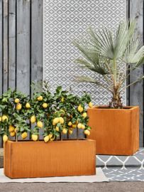 Citroenboom (Citrus Lemon) - potmaat 29x19 cm, hoogte 80 cm