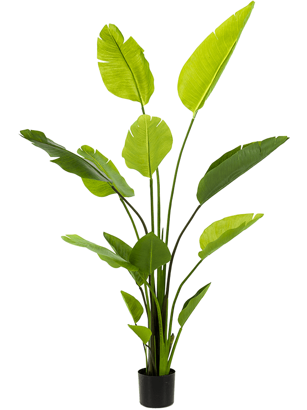 Strelitzia kunstplant (Paradijsvogelplant) H190 x B50 cm