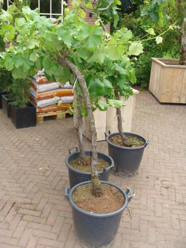 Wijnrank (Vitis Vinifera) middel hoog (circa jaar) Overige bomen | De Olijfgaard