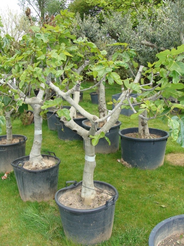 Vijgenboom (Ficus Carica) `Grande` hoogte 150-175cm stamomtrek 35-45cm