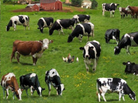 Blog...Nieuw binnen - verschillende koeienrassen op stof