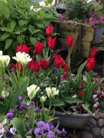 Blog...Koningsdag 2019