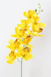 Golden Orchid