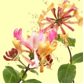 Honeysuckle & Elderflower