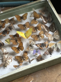 Antieke franse vlinder vitrine