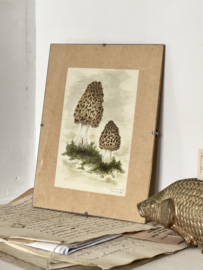 Botanical drawing
