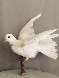 White dove