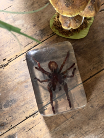 In plexiglass catched spider