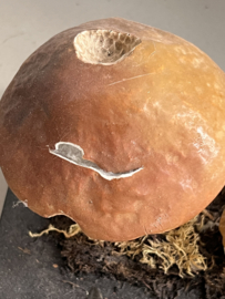 Oud lesmateriaal paddenstoelen