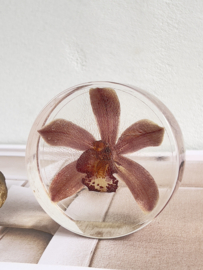 Orchidee in plexi