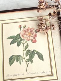 Old framed Redouté rose print