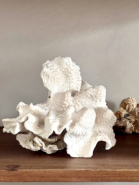Old special piece of coral