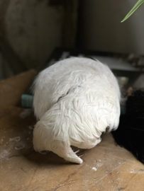 Old french ivory feather bridal cap