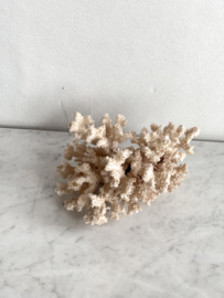 Antique piece of coral