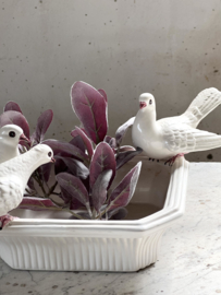 Old Italian drinking bath doves Costa Bassano