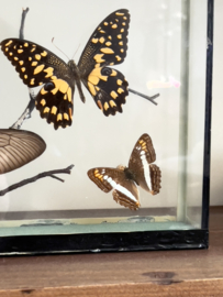 Butterfly vitrine