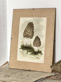 Oud botanische tekening