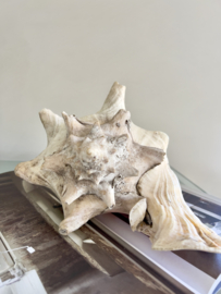 Large old shell