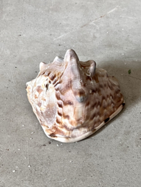 Big old shell