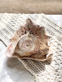 Big old sea shell