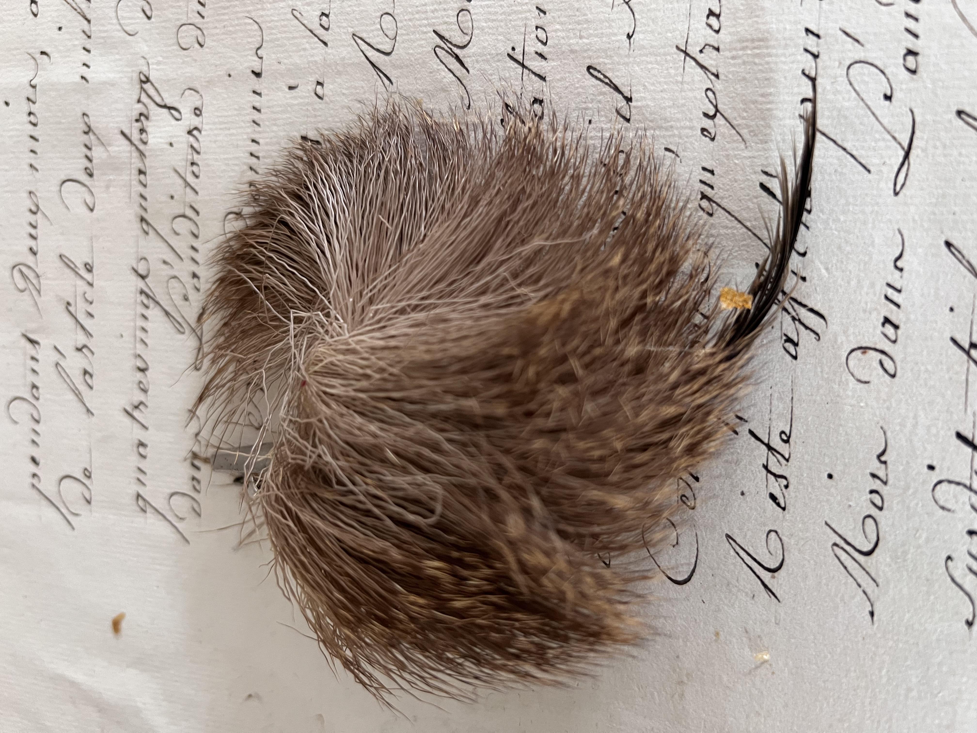 Corsage/ Hoeden veer