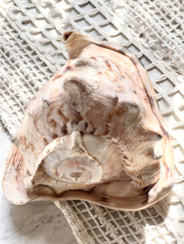 Grote oude schelp