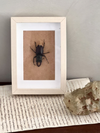 Prepared insect