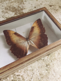 Vlindervitrine/ Butterfly vitrine
