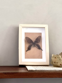 Prepared butterfly