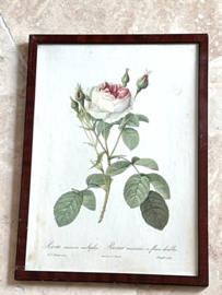 Redouté Roses