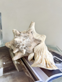 Large old shell