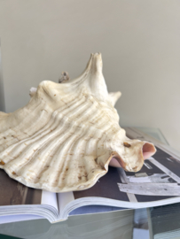 Large old shell