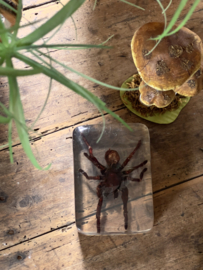 In plexiglass catched spider