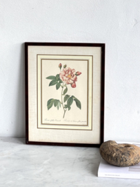 Old framed Redouté rose print