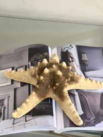 Natural dried sea star